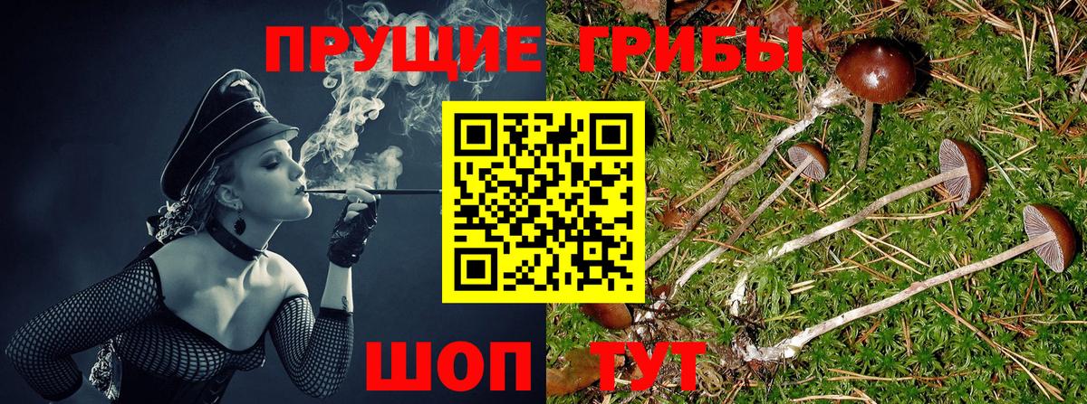 где продают   Псилоцибиновые грибы мицелий  Вход с VPN  Чернушка 